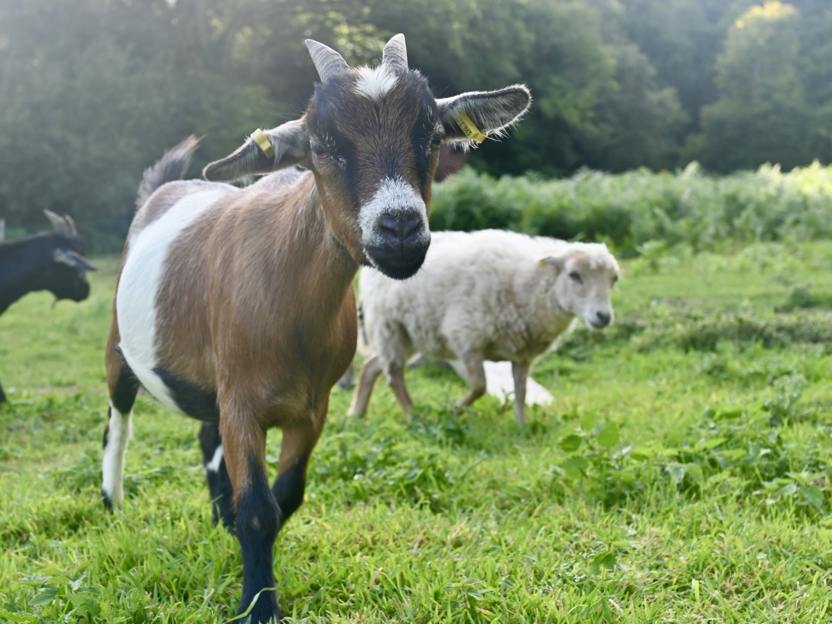 Meublé de tourisme > La Grange - Ferme de Tilly, La Pernelle - photo 2