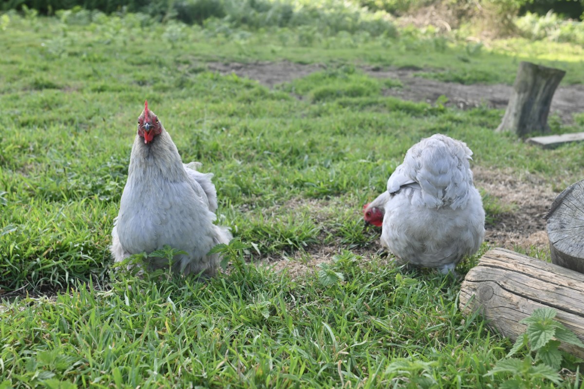 Meublé de tourisme > La Laiterie - Ferme de Tilly, La Pernelle - photo 5