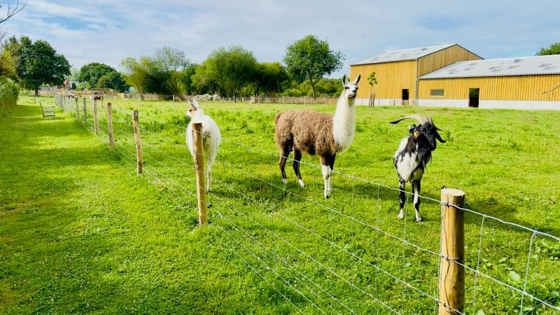 La Mini Ferme du Taillais