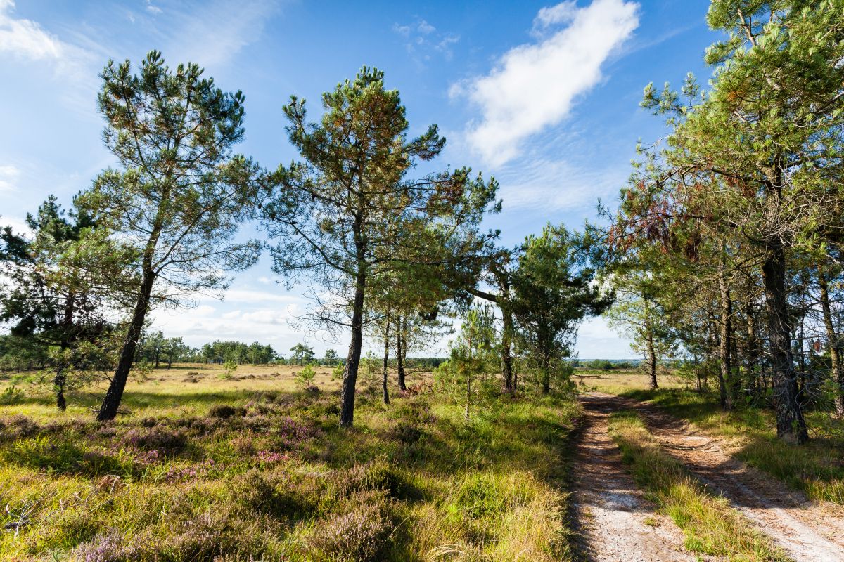 Sortie nature : Petit aventurier dans la lande