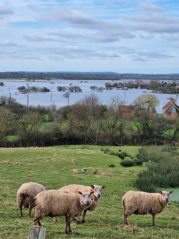 Chambres d'hôtes > La Maison du Mont, Graignes-Mesnil-Angot - photo 16