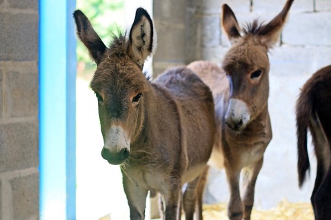 Asinerie Lisane, Remilly Les Marais - photo 3