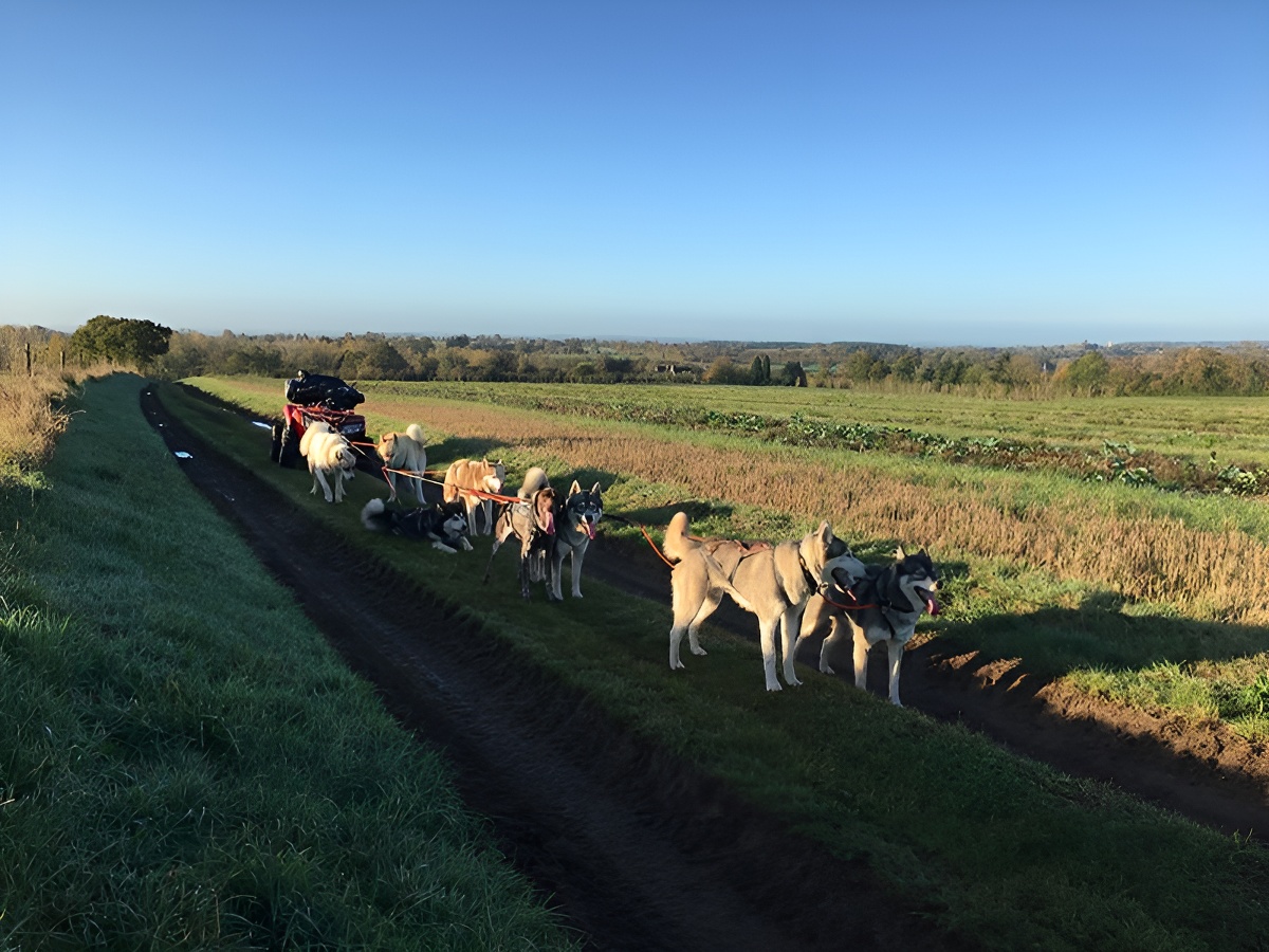 Will To Go Park - Chiens de traineau