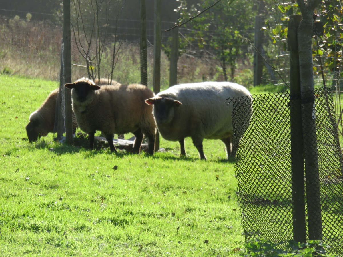Meublé de tourisme > La Cabane Nature, Les Moitiers-d'Allonne - photo 18