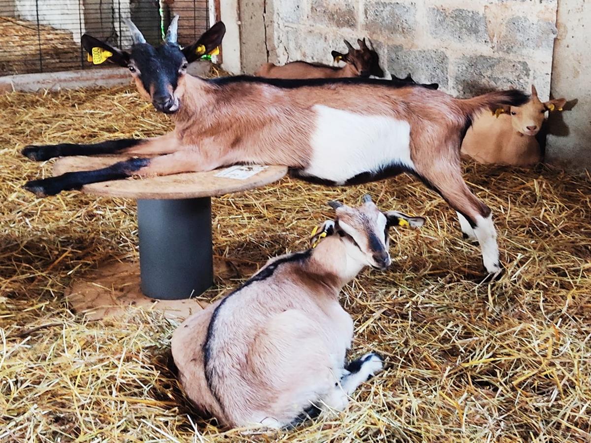 La Chèvreline, Valdallière - photo 7