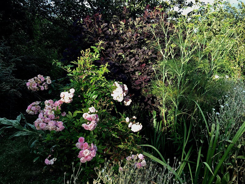 Jardin Les Sept Chênes, Lessay - photo 6