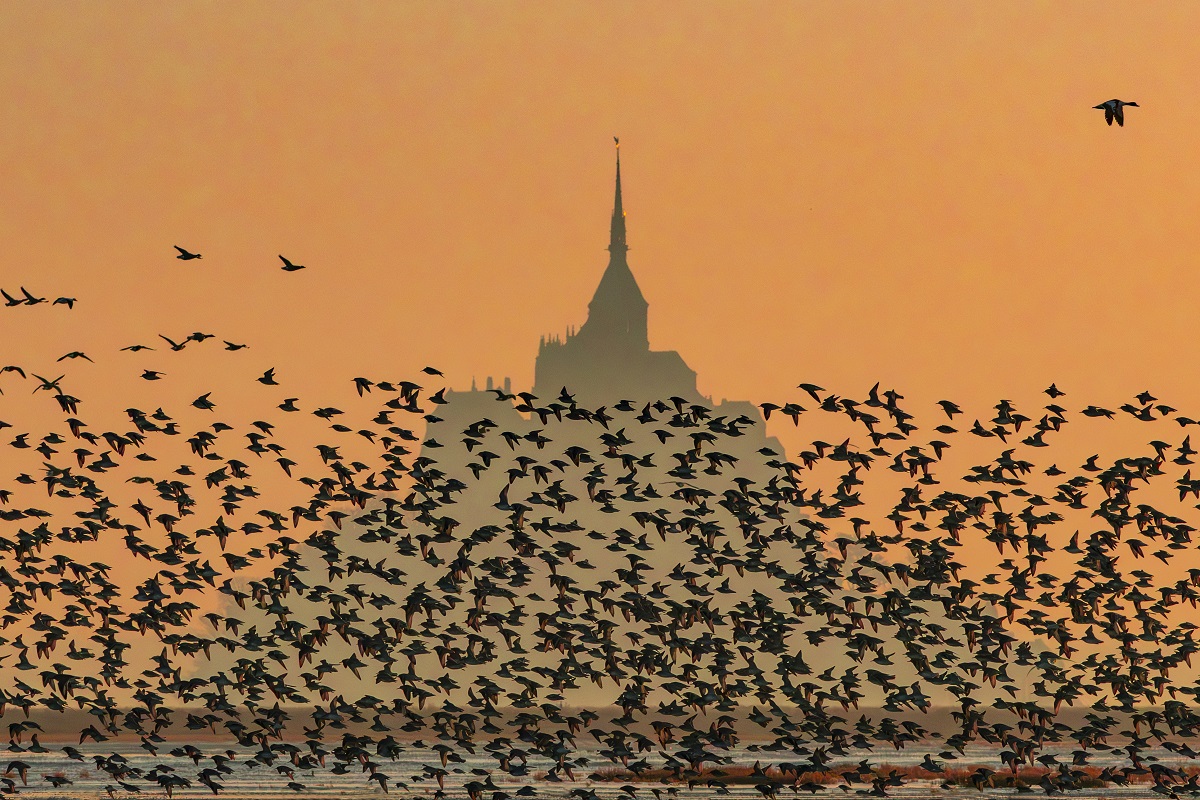 Conférence grand public : La Baie sauvage par le photographe animalier Pascal Percheron
