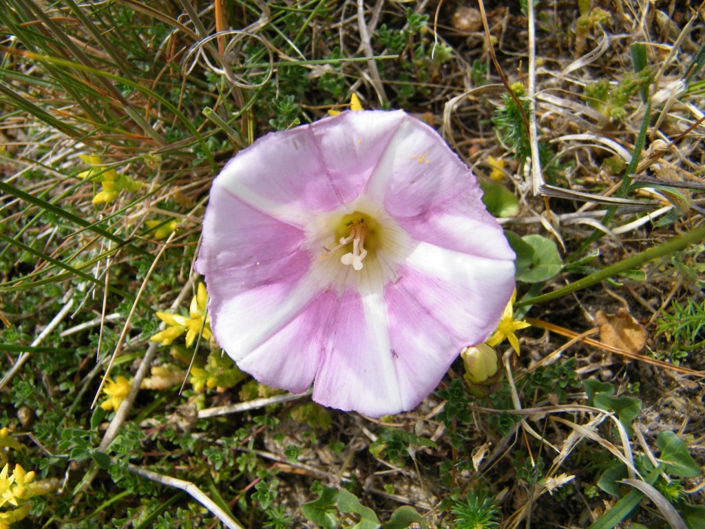 Les dunes et leurs richesses