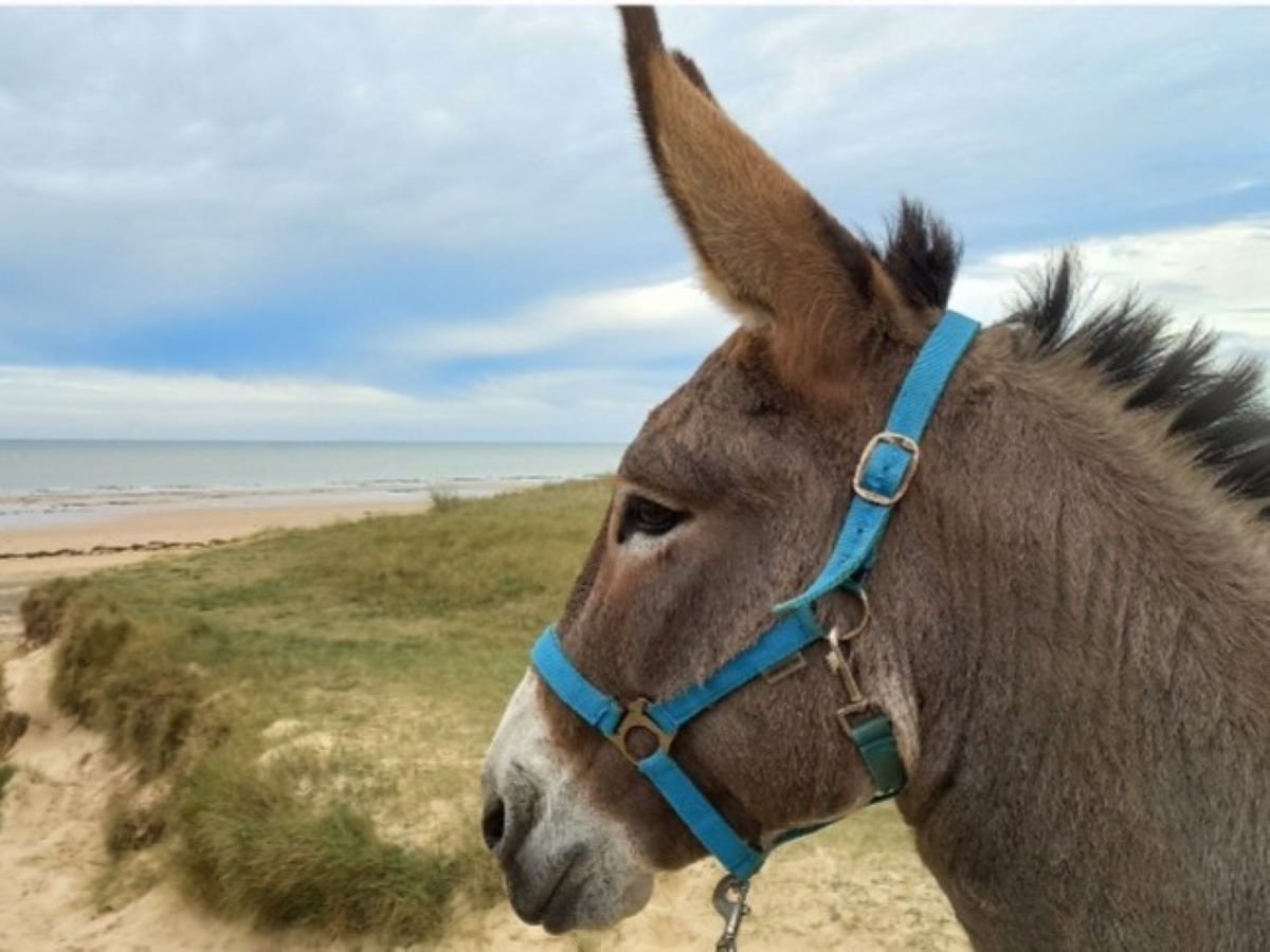 Randonnée avec un âne du Cotentin > Les Ânes de la Presqu'île, Le Mesnil - photo 3