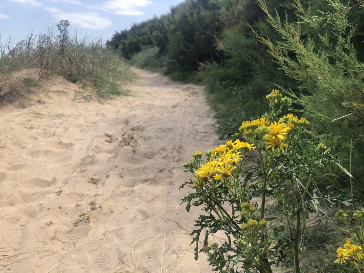le Marais du platon, Bernières-sur-Mer - photo 11