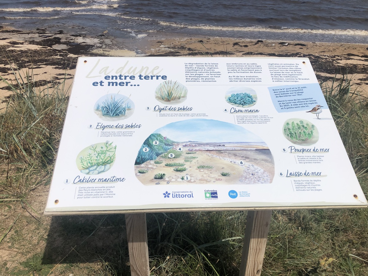 le Marais du platon, Bernières-sur-Mer - photo 12