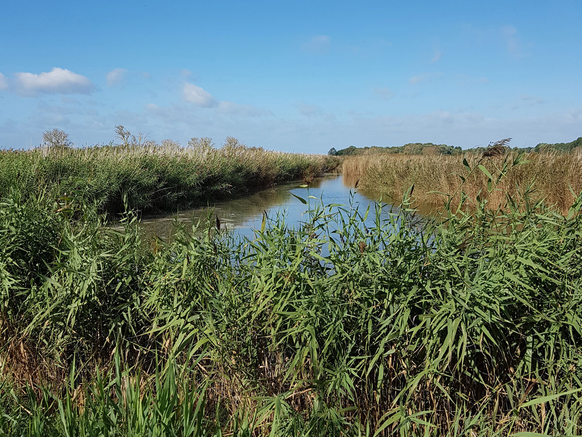 Roselières saumâtres de l'estuaire de la Seine