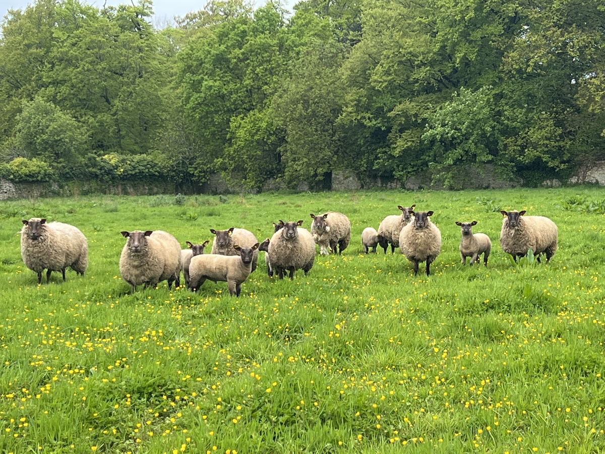 Château de Martinvast - L'Épopée des Sens, Martinvast - photo 4