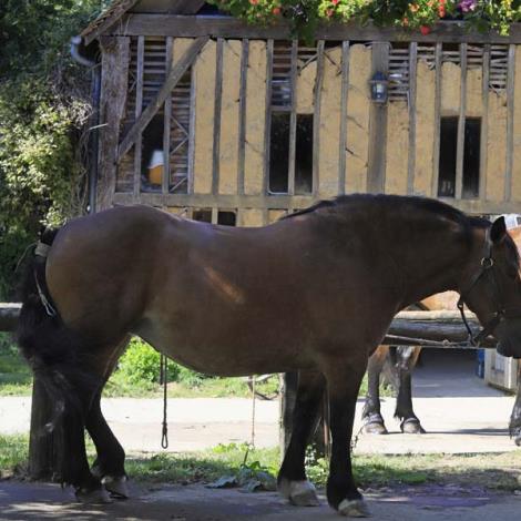 Ferme du cheval de trait - Juvigny sous Andaines