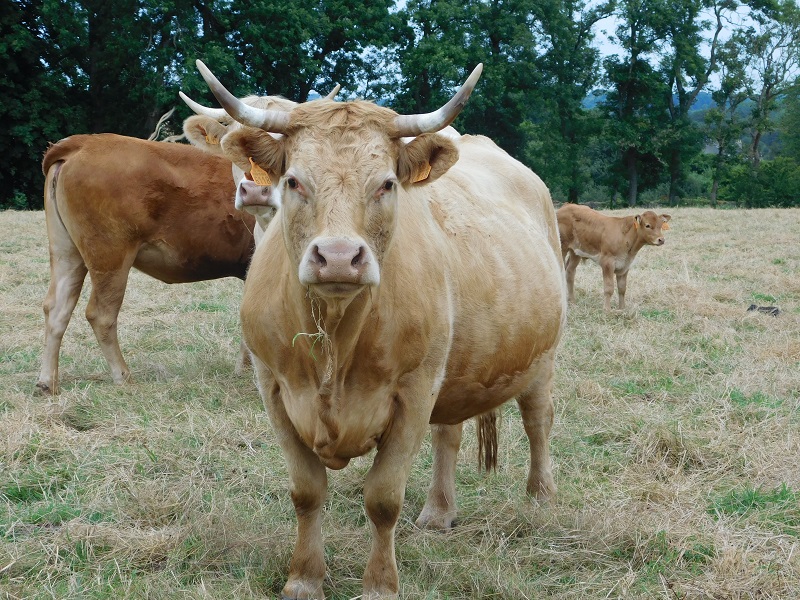 Ferme de la Mare au Pois