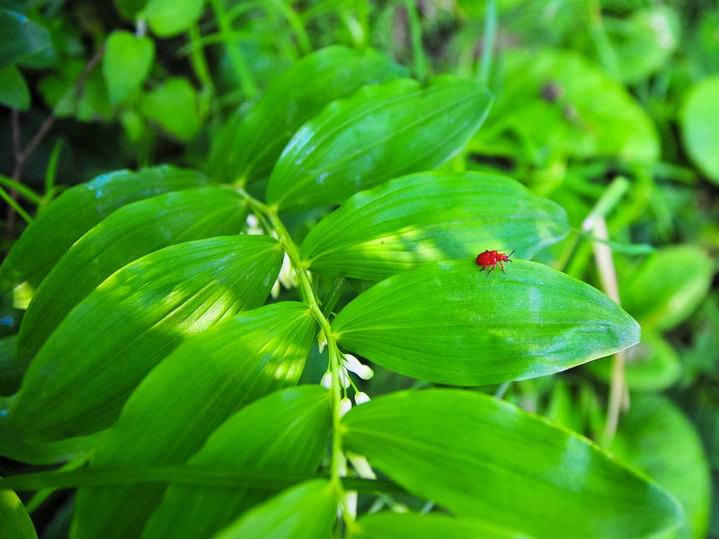 Le moulin de Roullours, Vire Normandie - photo 4