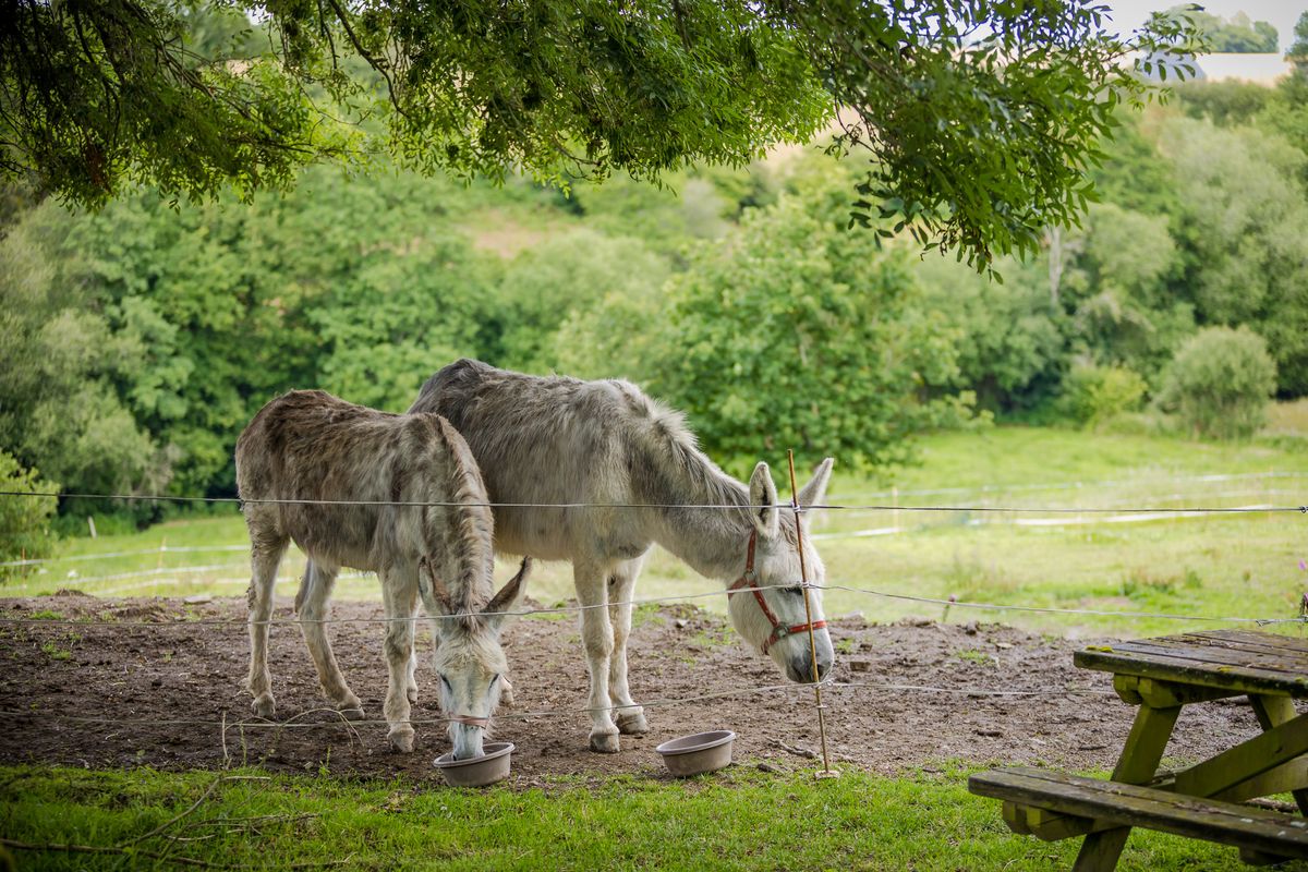 Chambres d'Hôtes > Normandy Inn, Montbray - photo 7