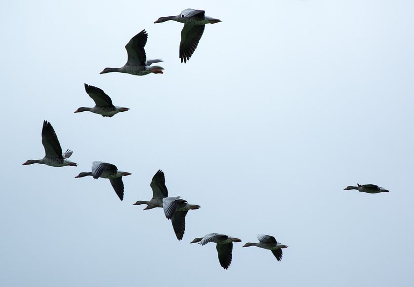 Sortie nature : Observation des passereaux migrateurs