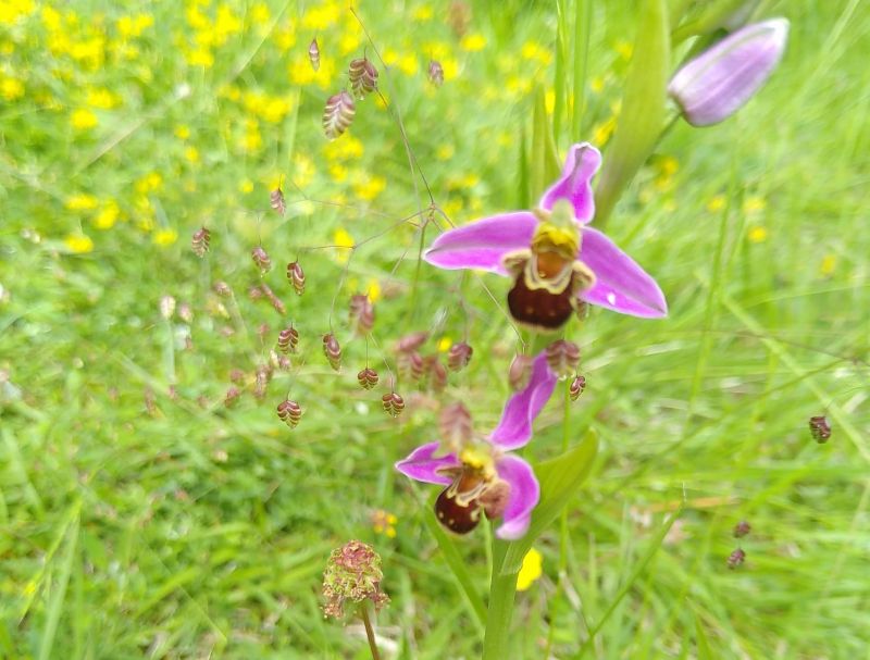 A la découverte des orchidées sauvages