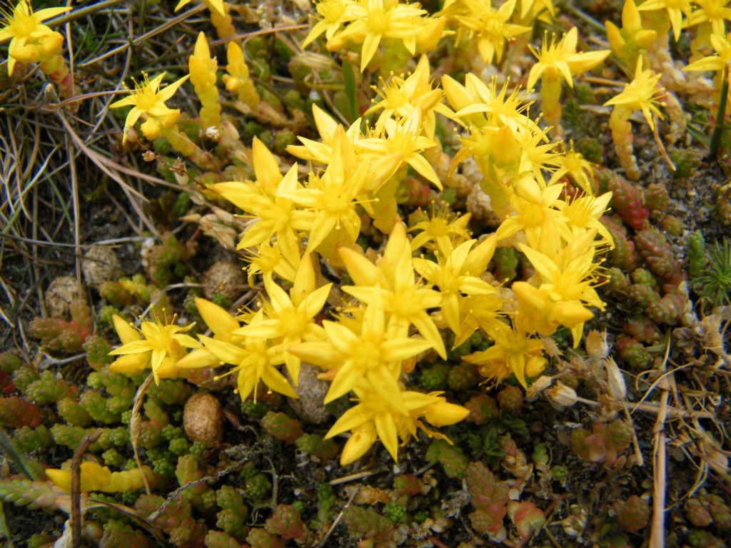 Les dunes et leurs richesses