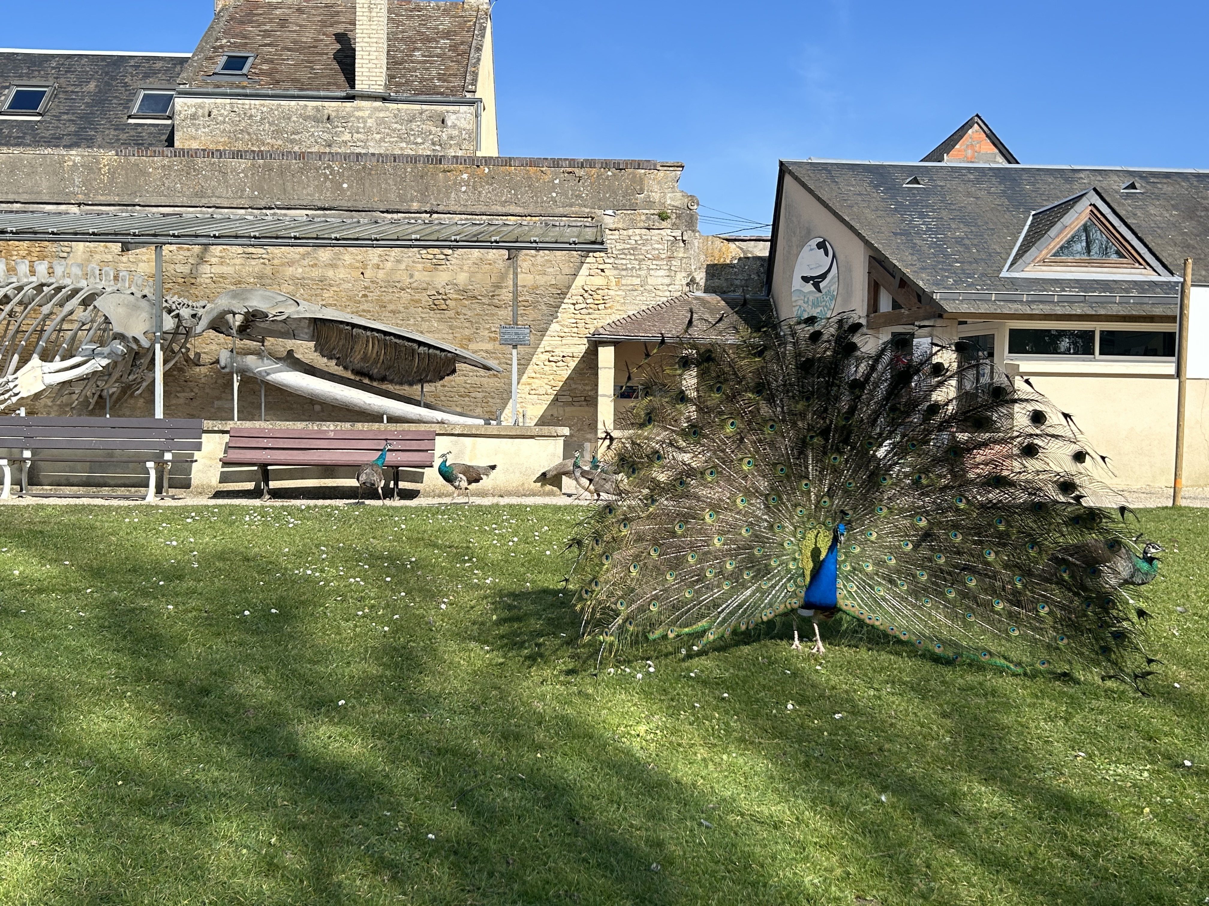 Aire de camping-car communale de Luc-sur-Mer - photo 3