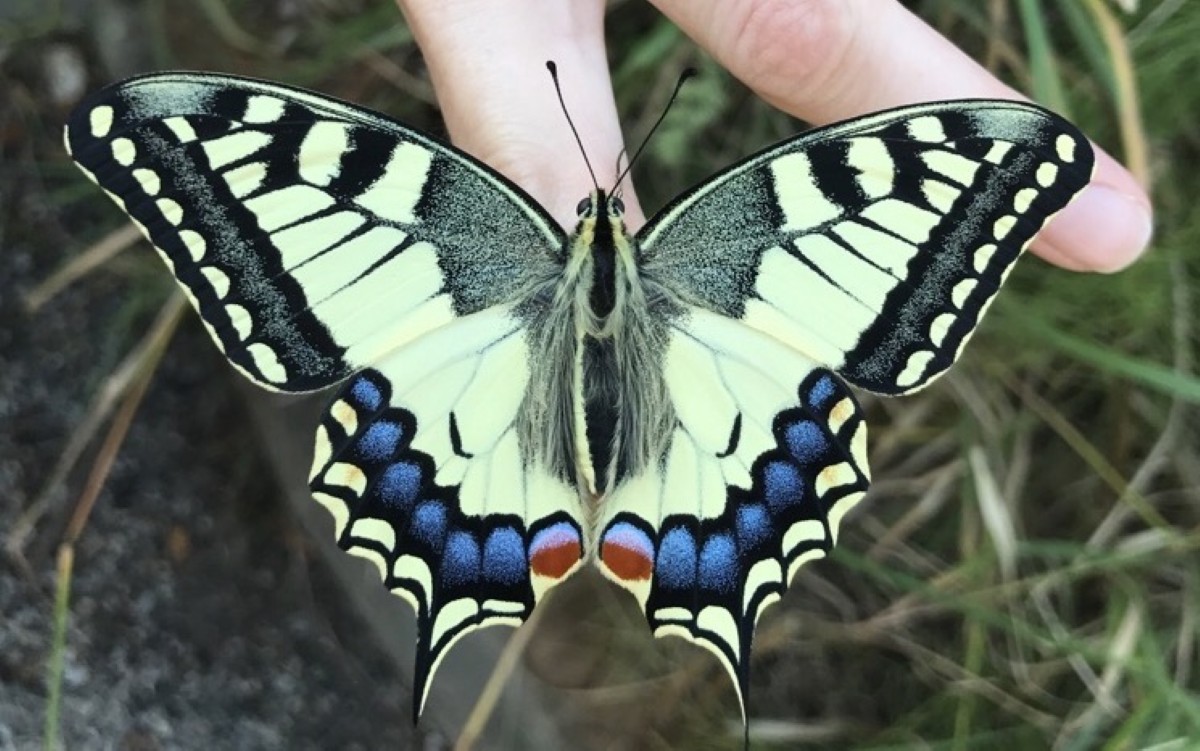 Atelier tout public : le papillon, l’arc-en-ciel de la nature — visuel événement