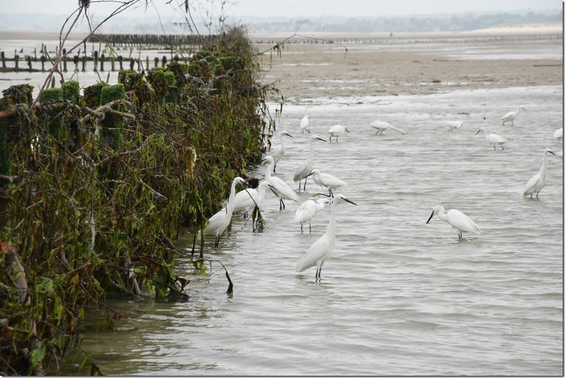 Pêcherie La Maillard, Hauteville-sur-Mer - photo 2