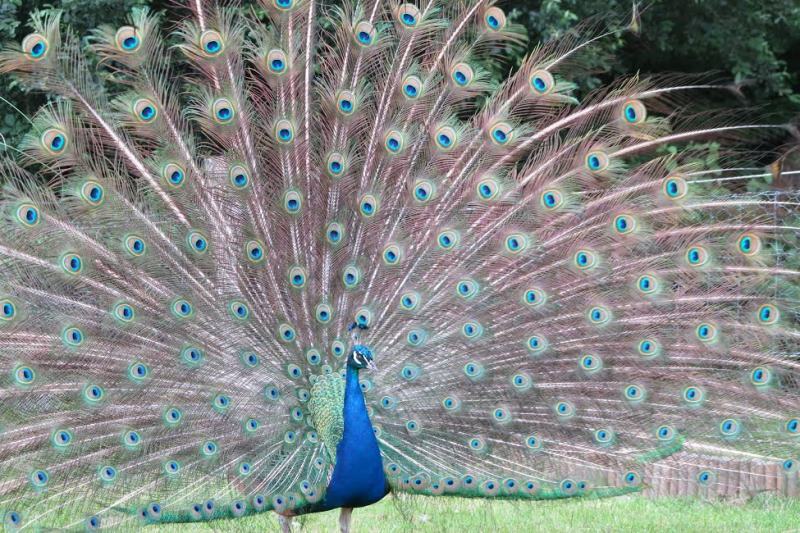 Chambre d'Hôtes, Perriers-en-Beauficel - photo 5