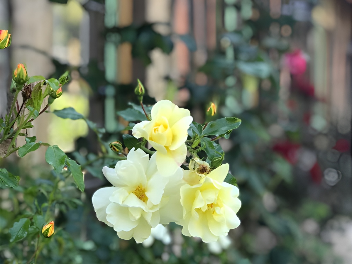 Le Petit Pressoir, Saint-Gatien-des-Bois - photo 2