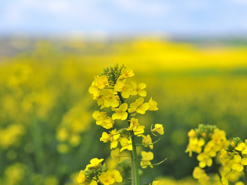 Petit tour à Beauquay, Les Monts d'Aunay