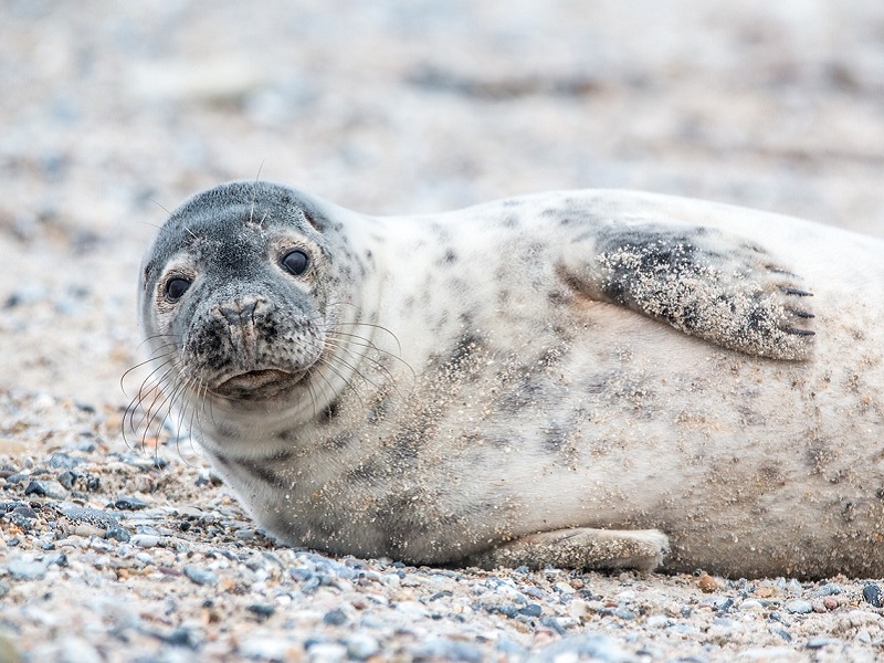 Conférence : Phoq'us (sur les mammifères marins)