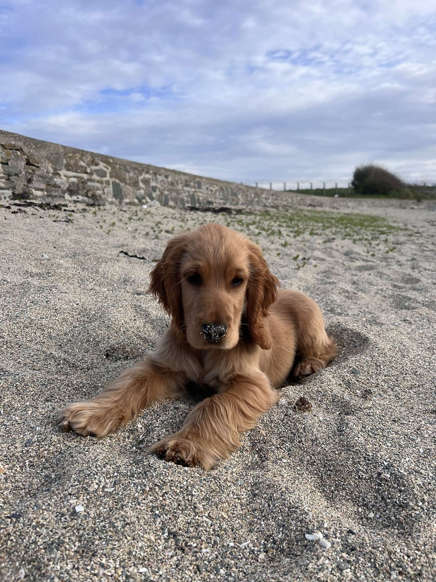 Plage de Querqueville > La Goule de Braye