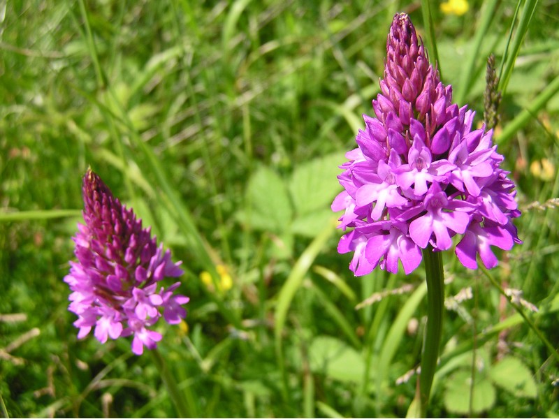 Le plateau de Clairefontaine, Longvillers - photo 3