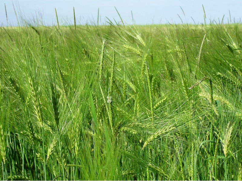 Le plateau de Clairefontaine, Longvillers