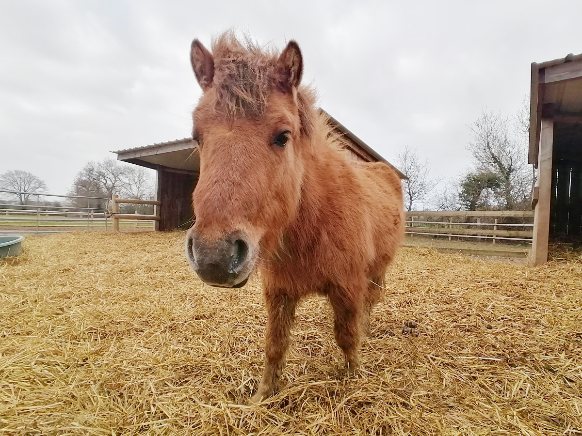 [Équidays] Initiation et découverte des soins aux poneys