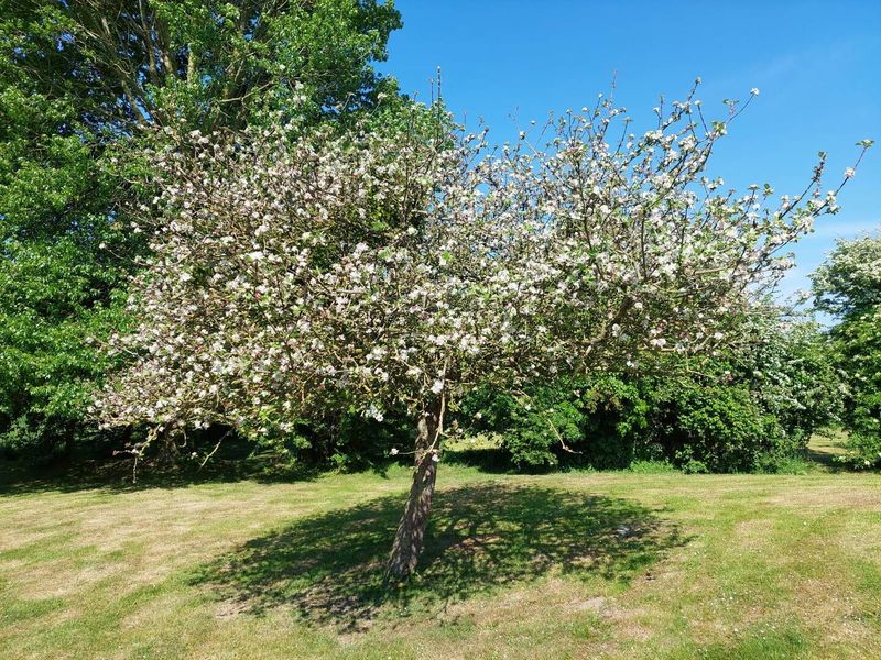 Meublé de Tourisme > L'Abri des Pommiers, Port-Bail-sur-Mer - photo 17