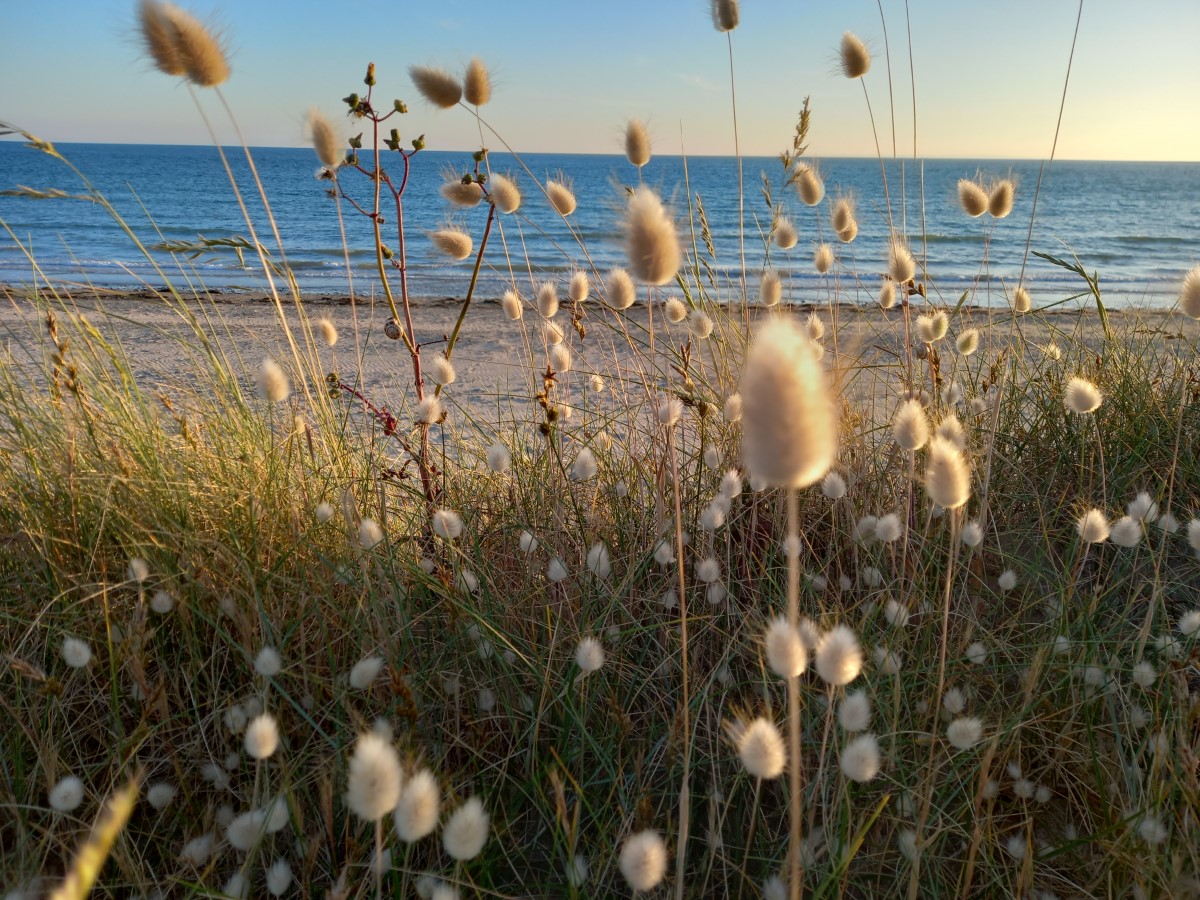 Meublé tourisme > Lila Rose, Port-Bail-sur-Mer - photo 16