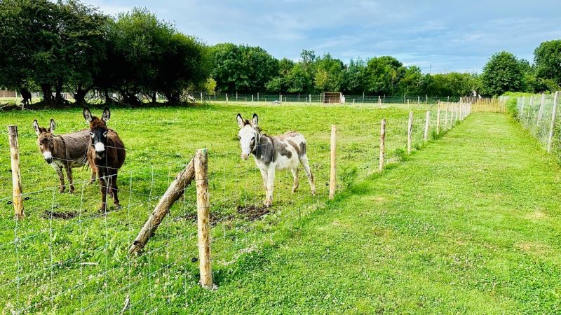 La Mini Ferme du Taillais, Yquelon - photo 8
