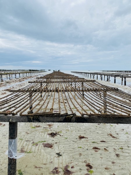 Ets Macé Laurent - Ostréiculteur