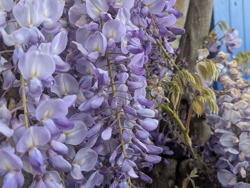 Meublé de Tourisme > La Glycine, Quettehou - photo 14