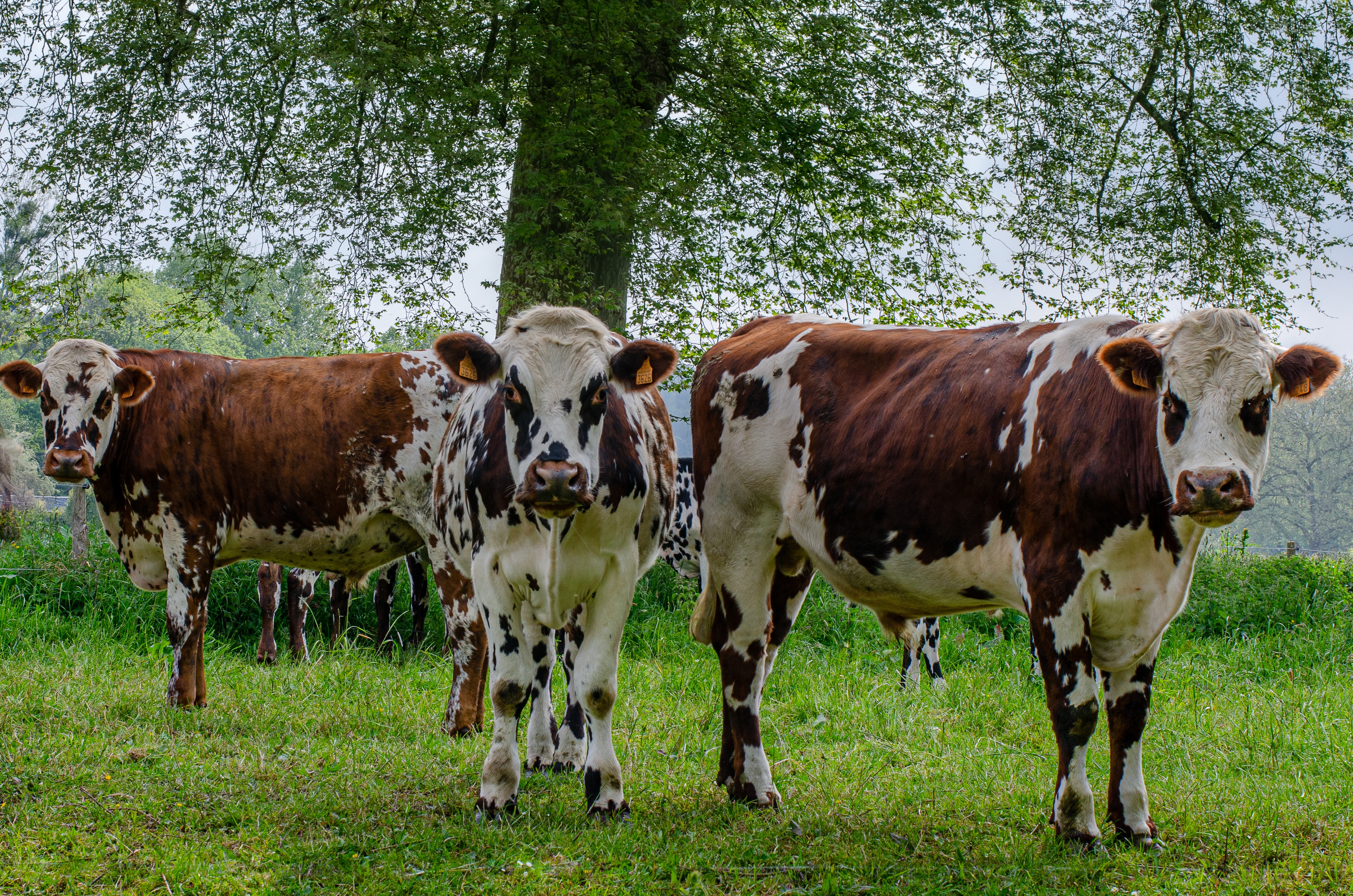 Comice agricole du bocage domfrontais