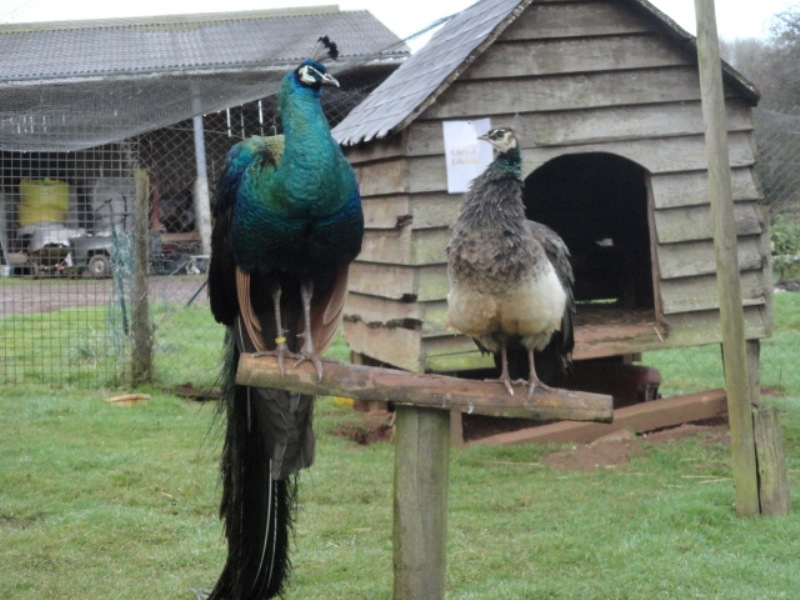 Ferme pédagogique de la Tournerie, Raids - photo 4