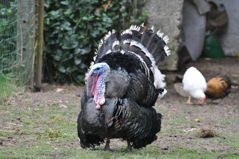 Ferme pédagogique de la Tournerie, Raids