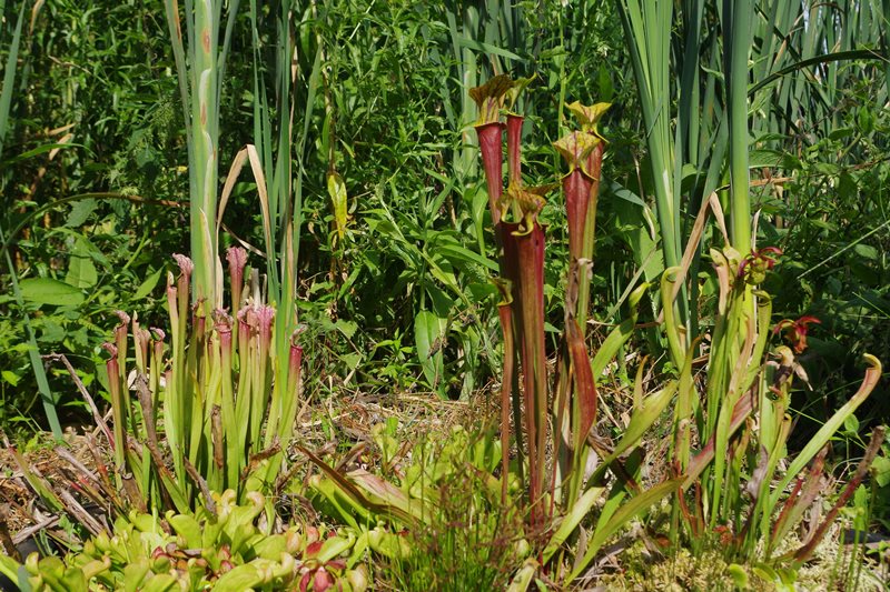 Jardin Le Pré du Moulin, Rampan - photo 5
