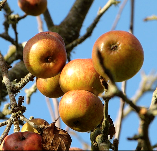 Cidrerie Les Vergers de la Passion, Rauville-la-Bigot - photo 13