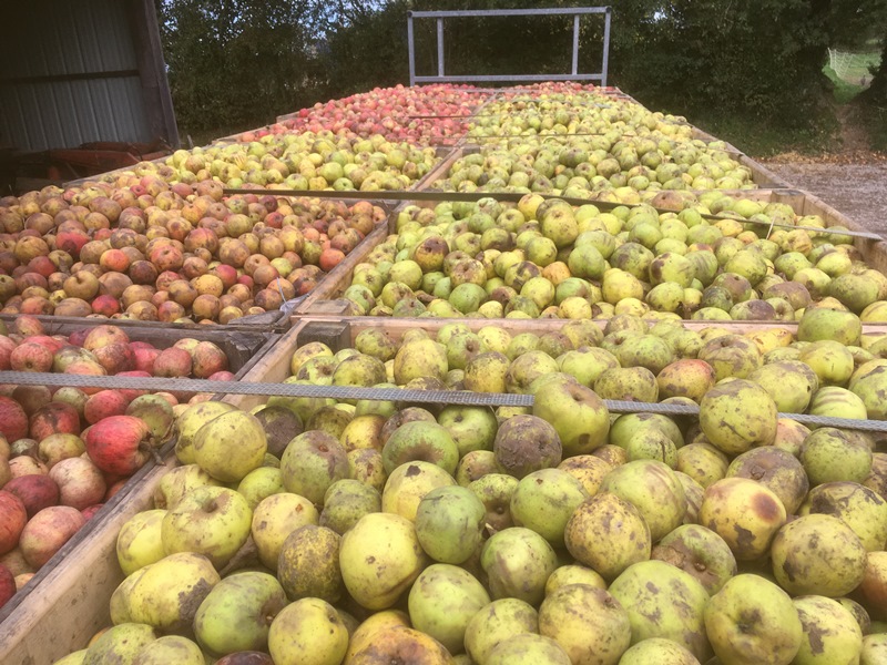 Cidrerie Les Vergers de la Passion, Rauville-la-Bigot - photo 3