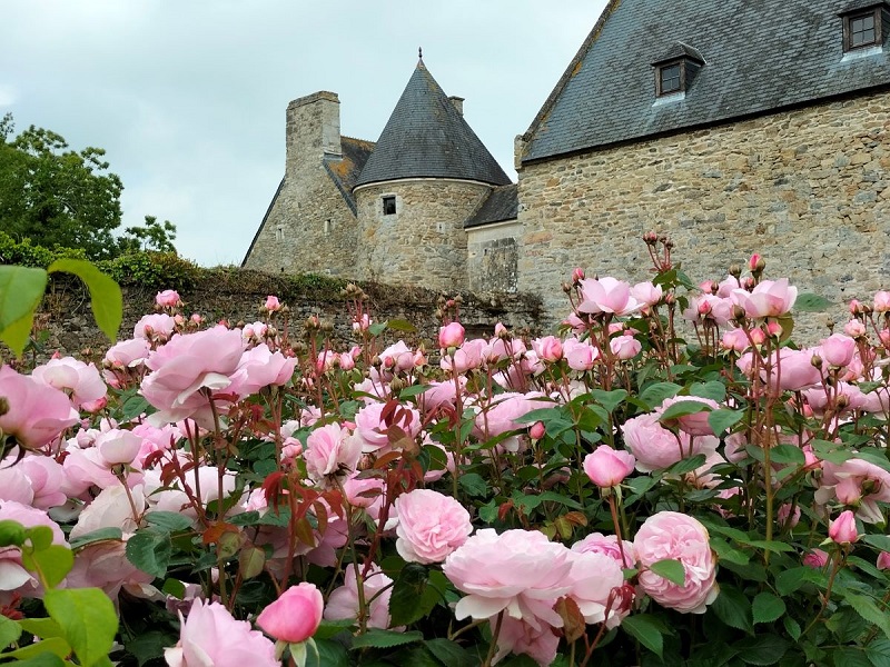 Roseraie "David Austin" du Château de Montfort, Remilly Les Marais - photo 2