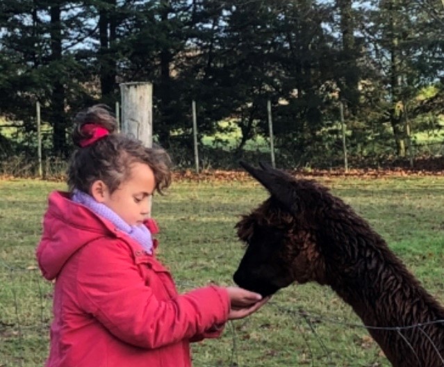 Bisou d’Alpaga, Saint-Clément-Rancoudray - photo 4