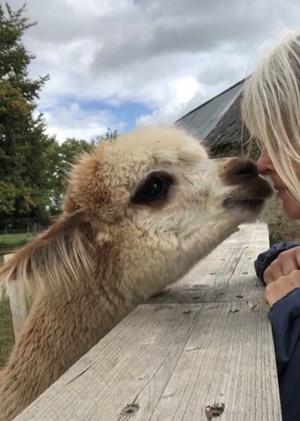 Bisou d’Alpaga, Saint-Clément-Rancoudray - photo 3