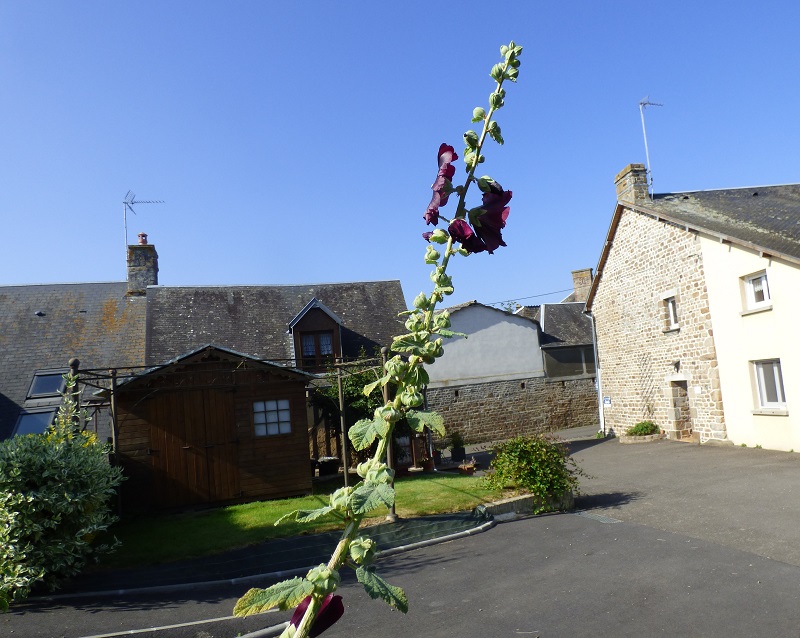 Meublé de tourisme > Les Clématites 2, Saint-Cyr-du-Bailleul